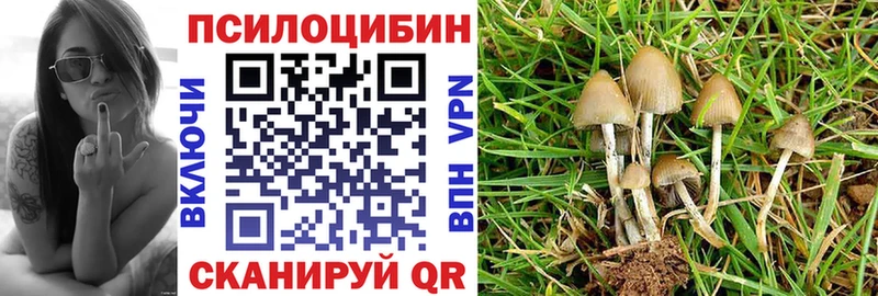 Купить  Качканар  Галлюциногенные грибы Cubensis 